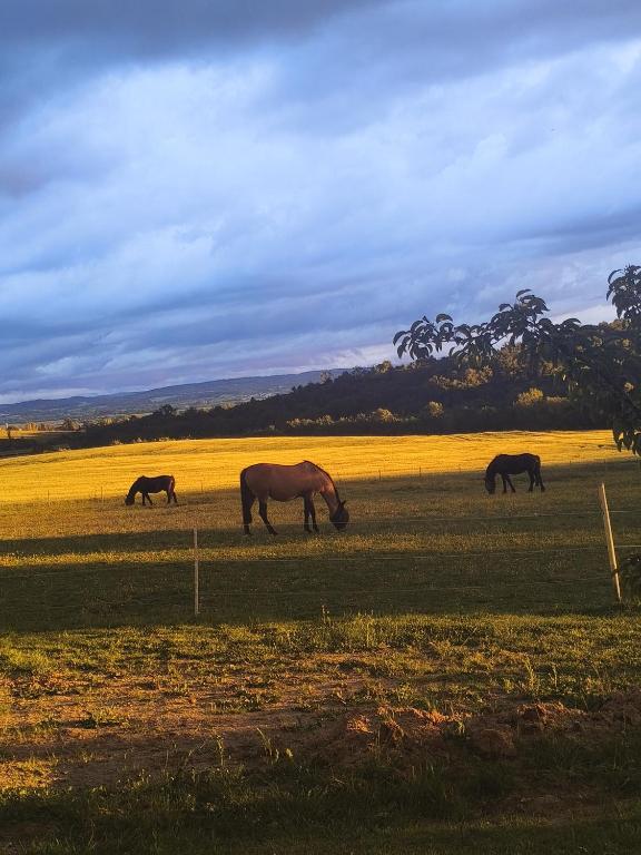 a group of horses grazing in a field at Domaine de buffevent in Cintegabelle