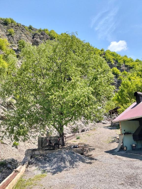 a tree next to a building with a bench under it at Restaran otel in İsmayıllı
