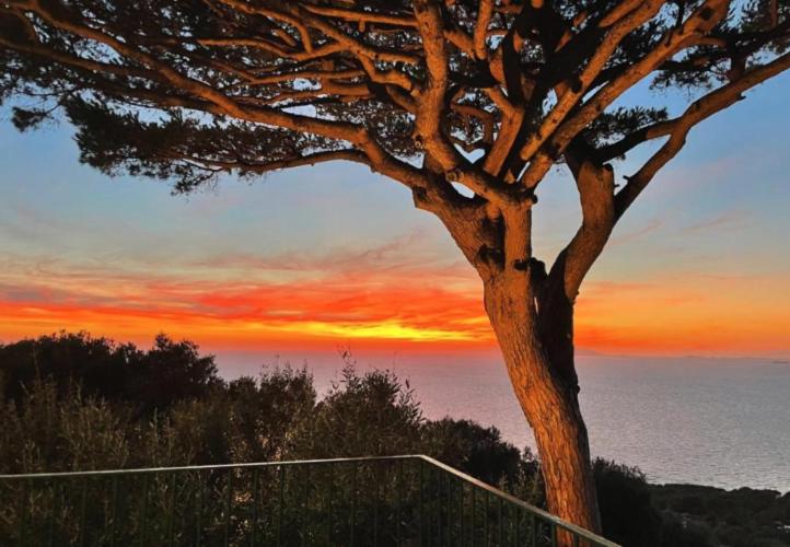 a tree sitting next to a tennis court at Tra Cielo e Mare & La Dépendance - Fantastic Sea View in Anacapri