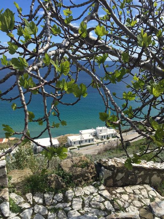 a view of the ocean from a tree at Antigoni in Skiros