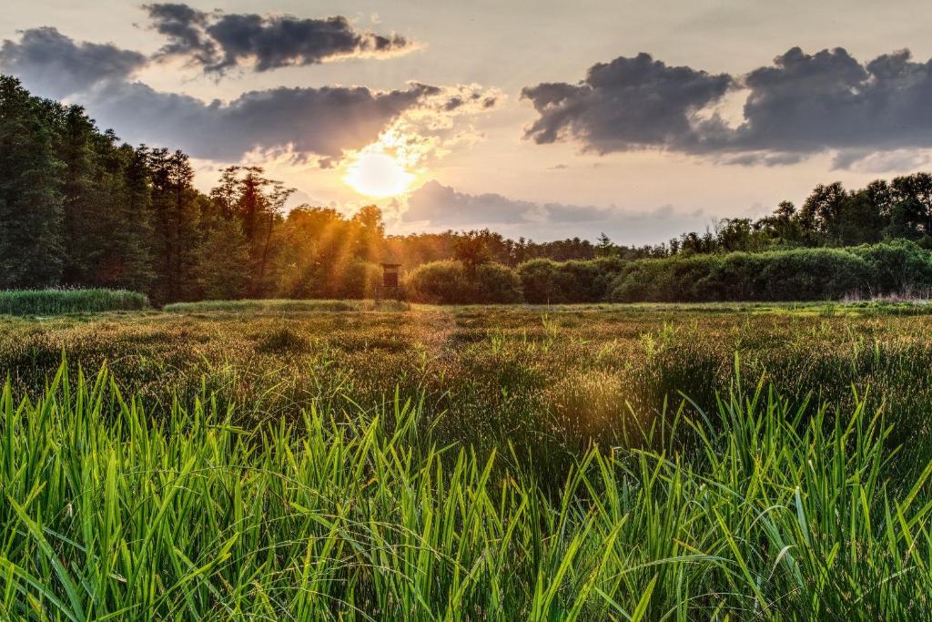a field of grass with the sun setting in the background at Ferienwohnung Spreewald pur in Stennewitz