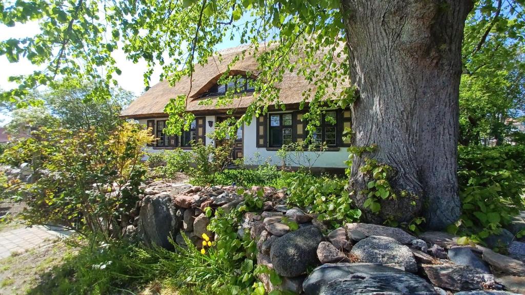 a house with a tree and a stone wall at FW Im grünen Weg in Wustrow