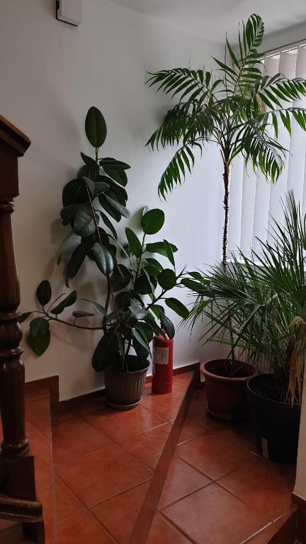 a room with potted plants on the floor at Pensiunea Iris in Săcele