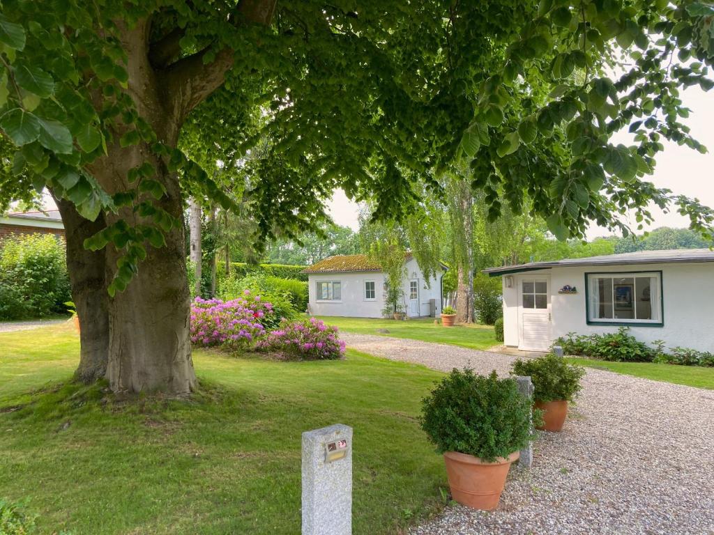 a tree in the middle of a yard with a house at Ferienhaeuser Poenitz am See in Klingberg