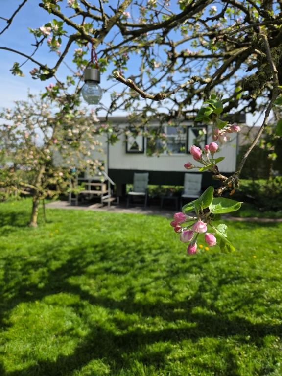 a house with a tree with pink flowers in a yard at Pipowagen ''Slapen by Co'' in Leerdam