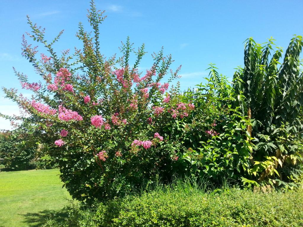 A garden outside B&B Bertaina Mauro