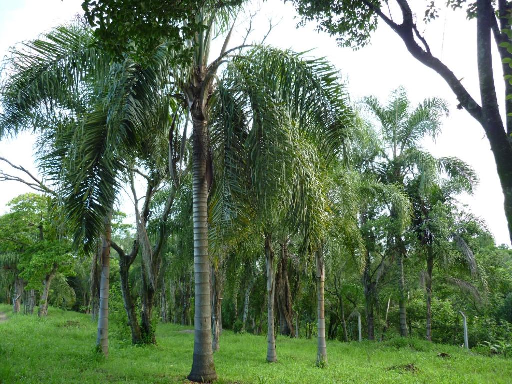 una palmera en medio de un campo de árboles en Country La Arboleda en Mundo Nuevo