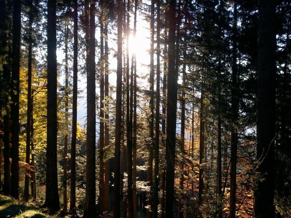 Fotografia z galérie ubytovania SunAlpin - Ferienwohnungen v destinácii Schoppernau