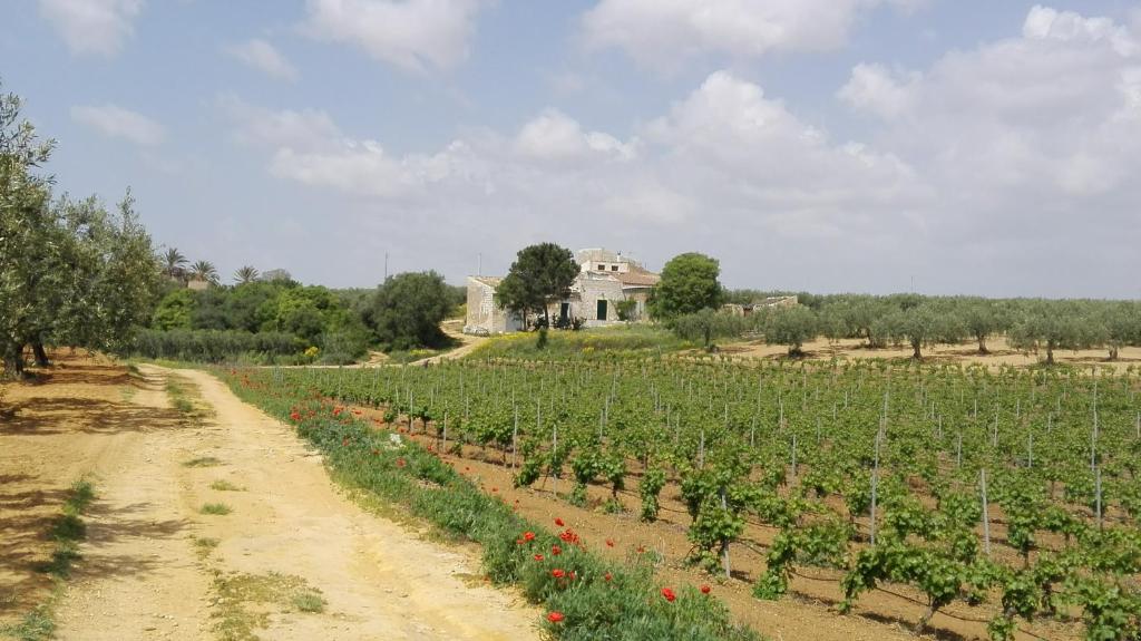 a dirt road through a vineyard with a house in the background at Agri Experience - Case Gentile in Castelvetrano Selinunte