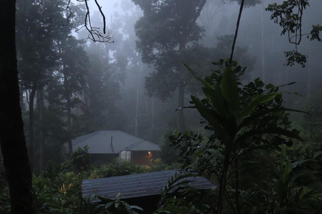 a foggy forest with a house in the middle at FREEDOM HOUSE, Munnar - A Backpackers Hostel in Munnar