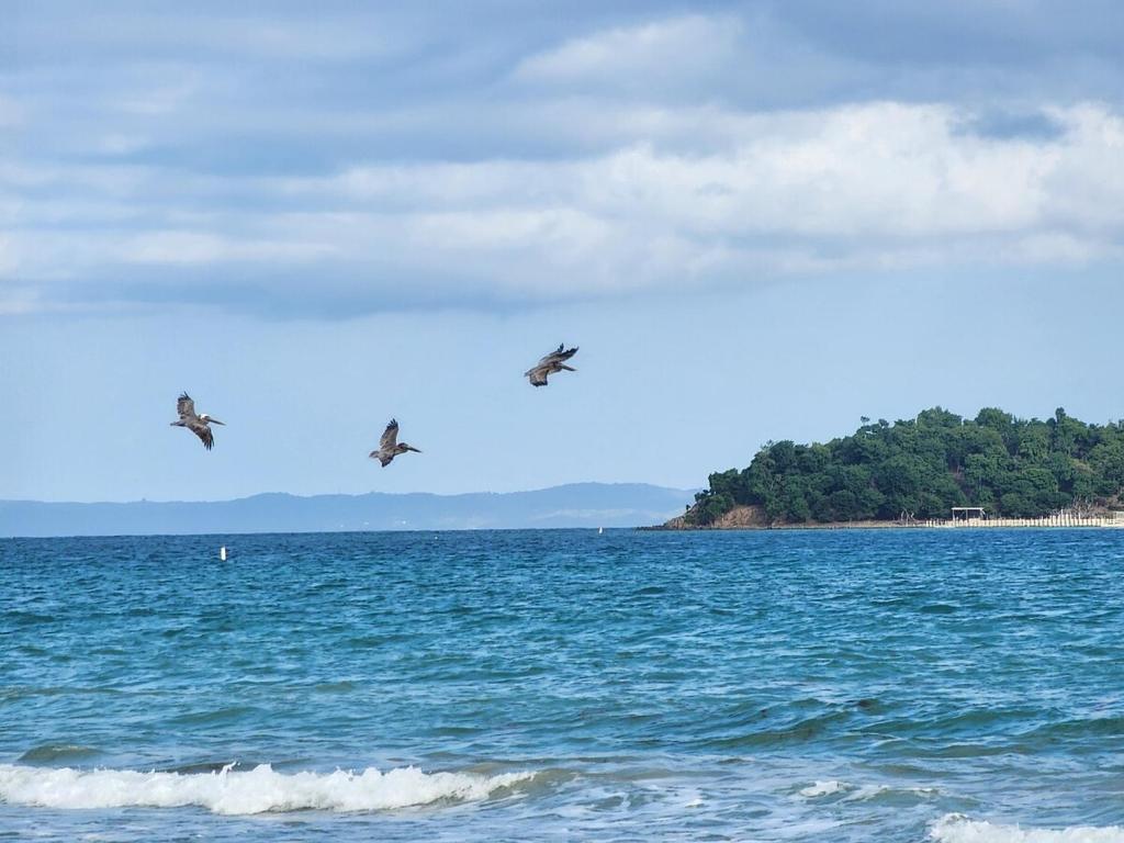 two birds flying over a body of water at Vista Azul Apartment in Punta Santiago