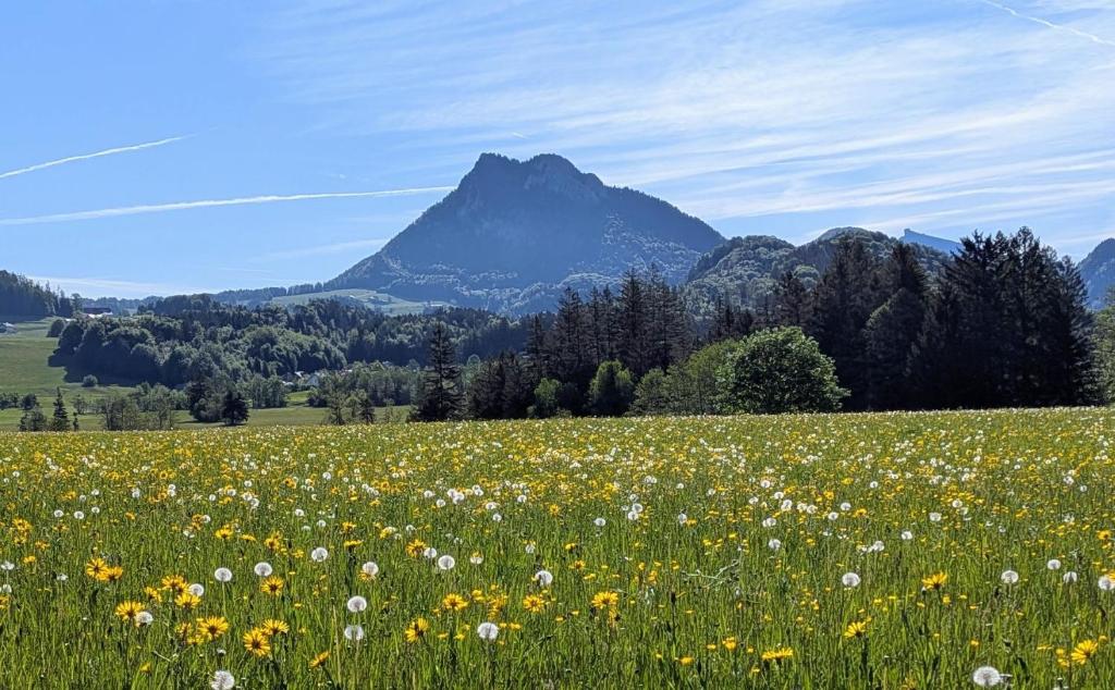 a field of flowers with a mountain in the background at Wohlfühl-Ferienwohnung "Igelnest" in Vorderelsenwang