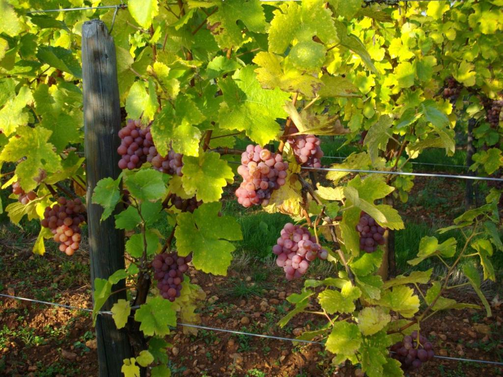 Gite Riesling n°5 à Kaysersberg – photo 22
