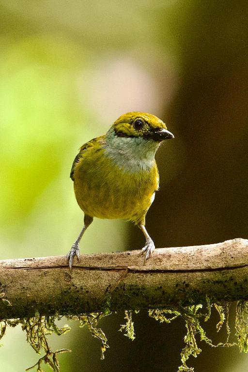 a yellow bird perched on a tree branch at Shua Kasi Mindo in Mindo