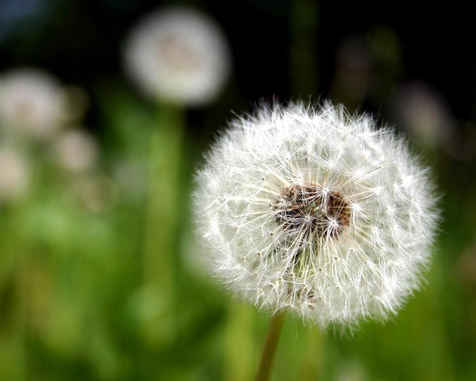 un diente de león blanco soplando en el viento en Ferienwohnung Pusteblume en Wildemann