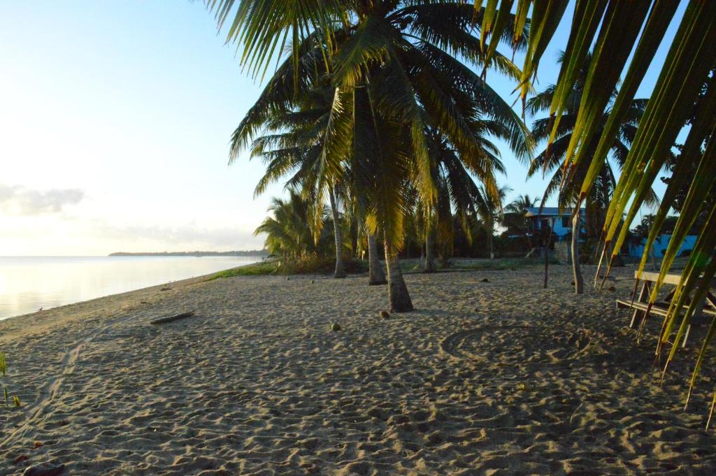 a group of palm trees on a sandy beach at Sugar Patch Inn in Hopkins