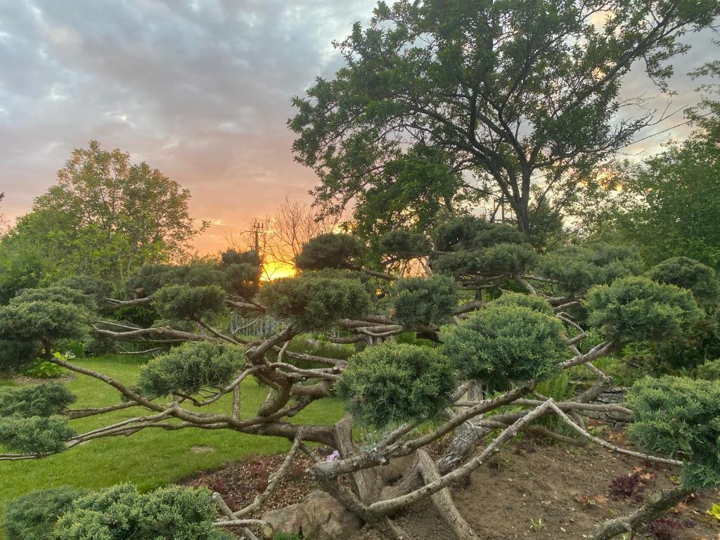 a garden with uprooted trees and bushes at Clos La Chavenière in Chissey-lès-Mâcon