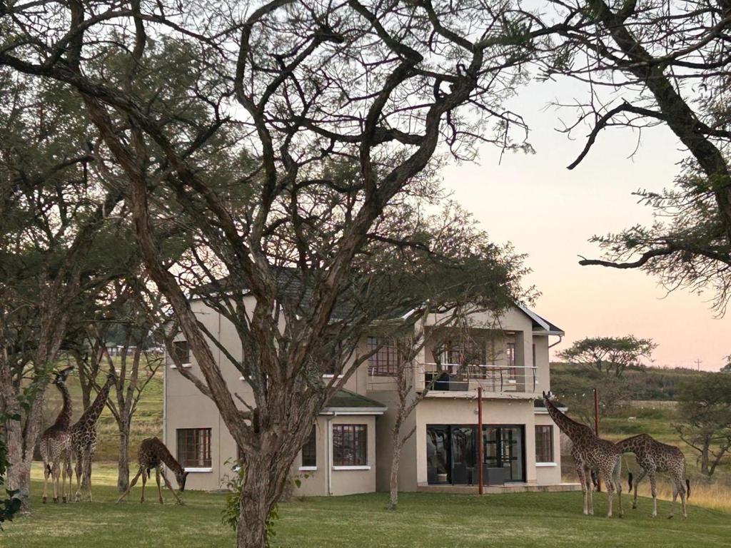 a group of giraffes standing in front of a house at Acacia House in Winterton