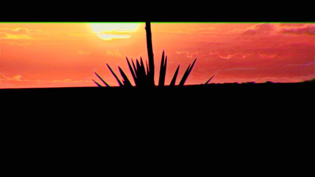 a silhouette of a plant in front of a sunset at Casa Pape e Toni in El Cotillo