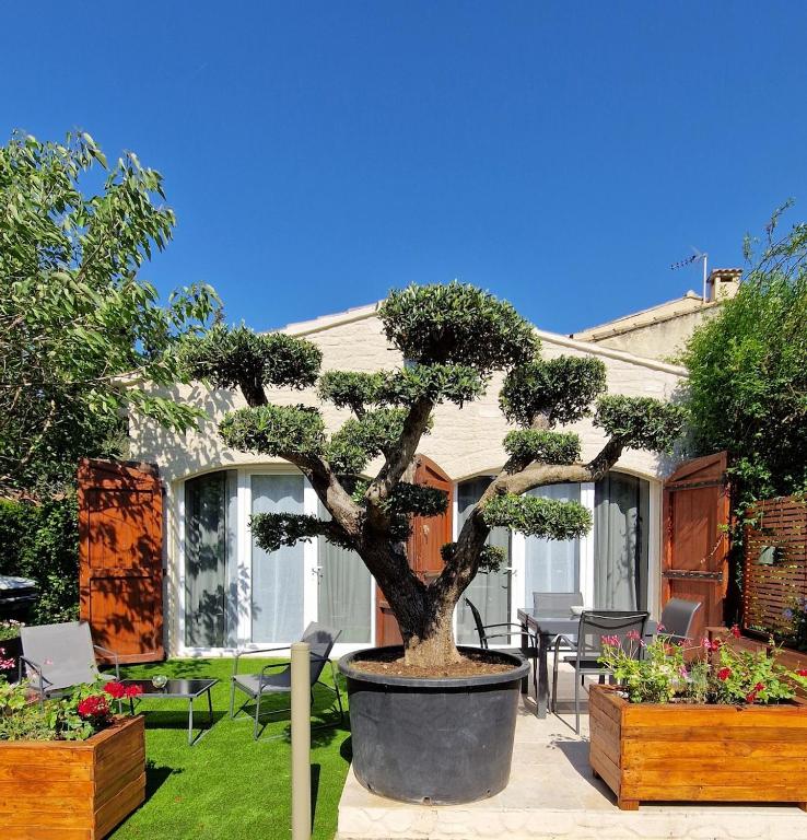 a bonsai tree in a pot in front of a house at Cocooning et Charmante Maisonnette Provençale, avec Extérieurs privatifs et Accès Piscine in Orgon