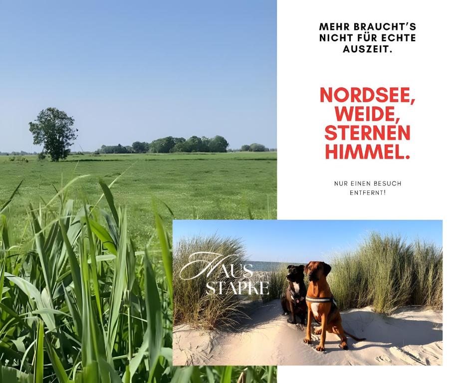 two dogs sitting in the sand in a field at Ferienwohnung Koje 1 in Wangerland