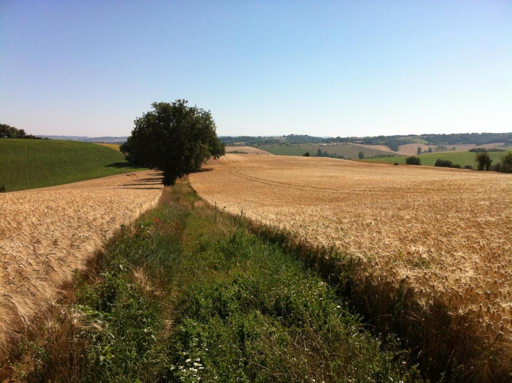 a tree in the middle of a field at Le Moulin du Carla in Lavaur