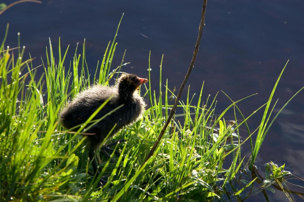 ibis Mulhouse Centre Filature – photo 48