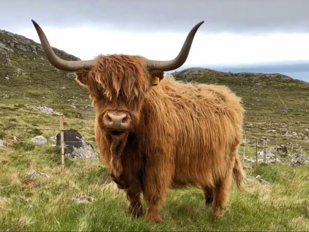 a yak with long horns standing in a field at Kelp Drift, Coastal Pod, near Oldshoremore Beach in Rhiconich