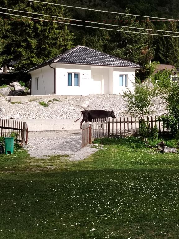 a cow standing on a fence in front of a house at Artani selimi in Valbonë