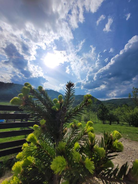 a pine tree with the sun in the sky at Cabana Noah Rustic in Vîlcăneşti