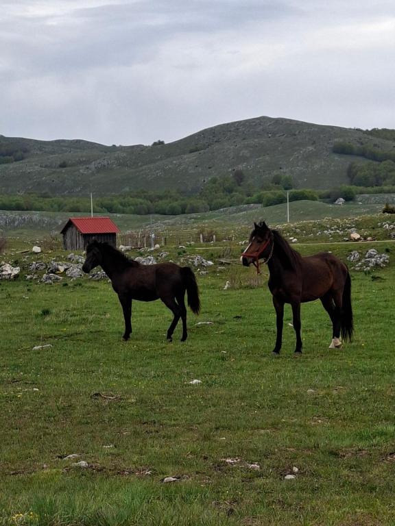 two horses standing in a field of grass at Autocamp Kotari in Plužine