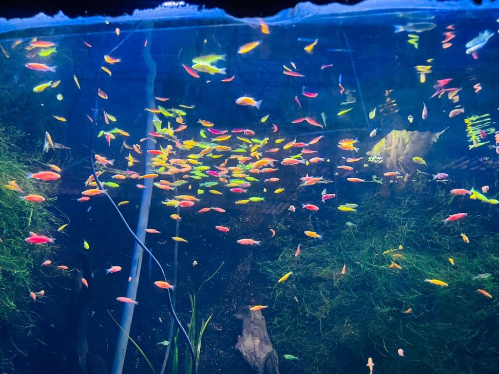 a large aquarium filled with lots of fish at sjsu in Kandy