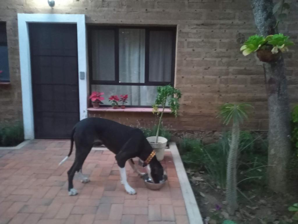 a dog drinking out of a pot in front of a house at Hotel Casa Capadose in Tlayacapan