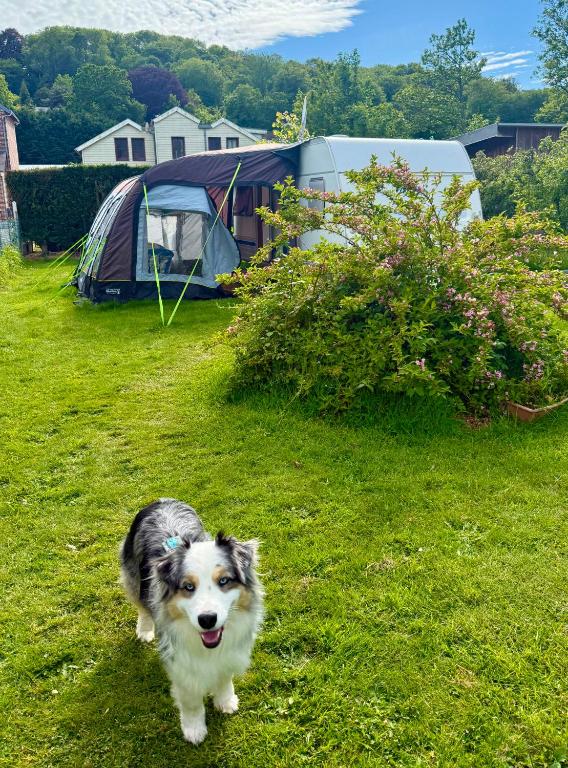 a dog walking in the grass next to a tent at La Ventana - Jardin & Parking in Étretat