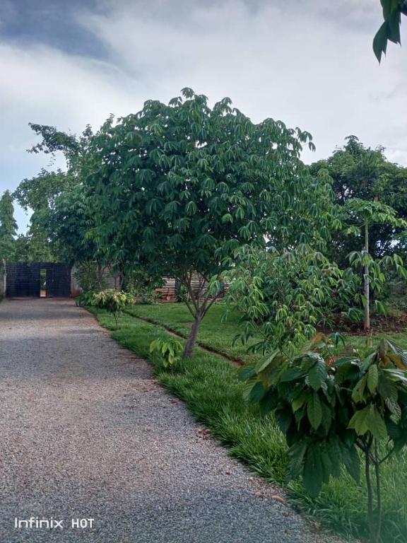 a tree on the side of a road at Laker's barn in Gulu