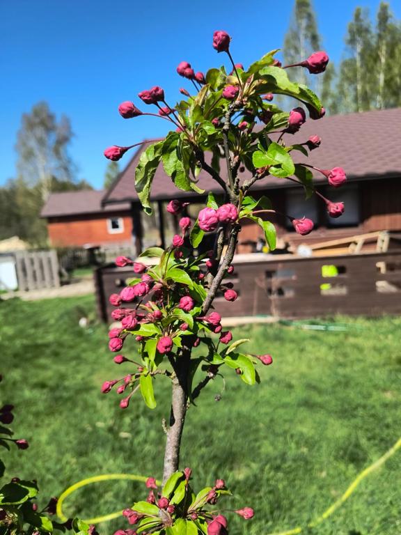 a small tree with pink flowers in a yard at Domek Betula Izerska in Świeradów-Zdrój