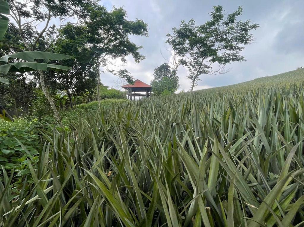 a field of tall grass with a house in the background at Nhà Đồi 1981 in Lập Liên
