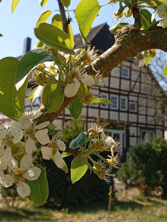 a tree with white flowers in front of a house at Zwischen Acker und Herz Hartmannshof in Algermissen
