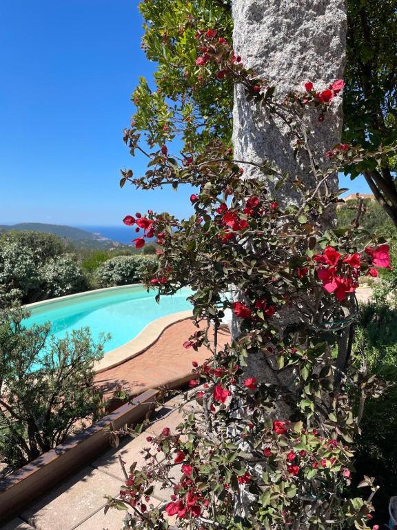 a plant with red flowers next to a swimming pool at Sea Sky Villa with private pool in Costa Paradiso