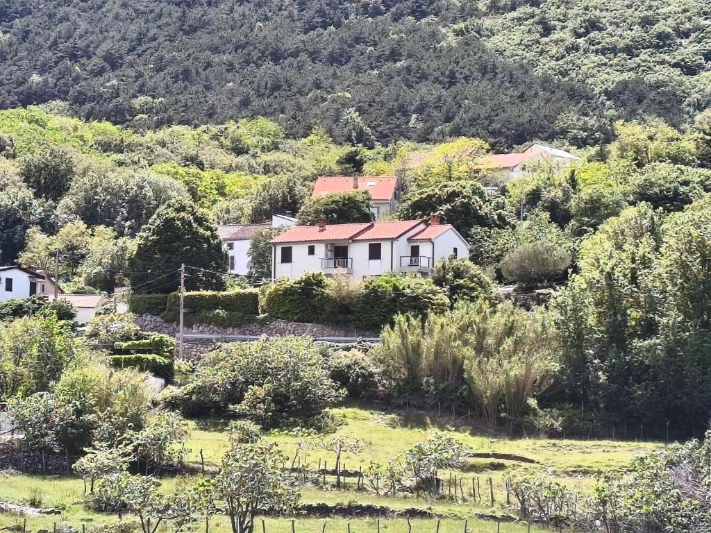 Krasulja