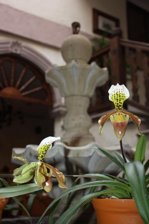 Zahrada ubytování Hotel Refugio Victoria