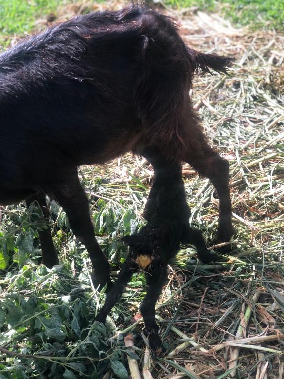 a baby goat is standing in the grass at PODLYNS Home in Ngong
