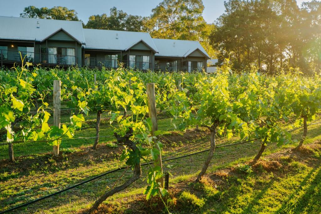 a vineyard with a house in the background at Hermitage Lodge in Pokolbin