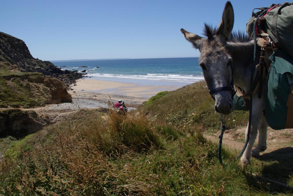 a donkey standing on a hill next to a beach at Les chambres de Kerael in Crozon