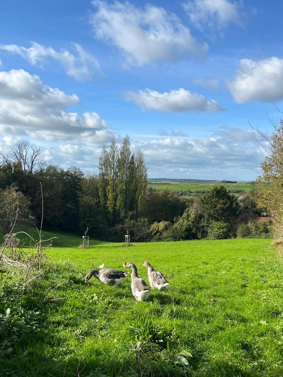 three birds sitting in a field of green grass at Le Clos d'Hydrequent in Rinxent