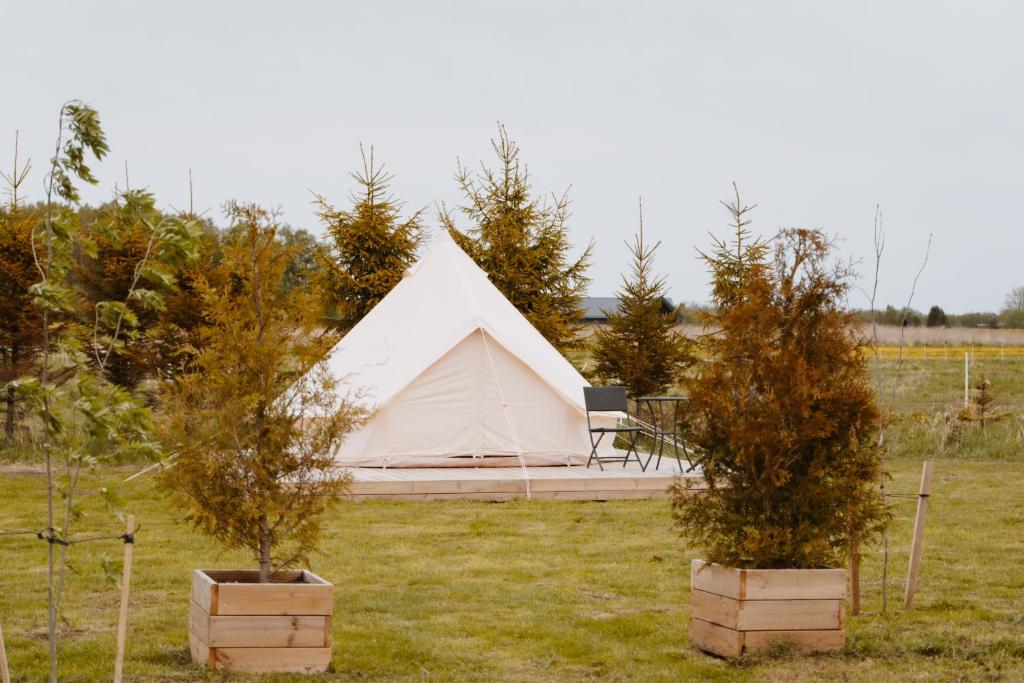 a tent in a field with two potted trees at Mardi talu Glamping in Paekna