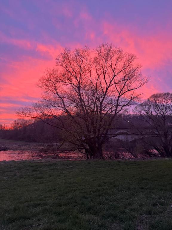 a tree in a field with a sunset in the background at Waldbaden in Fürthen