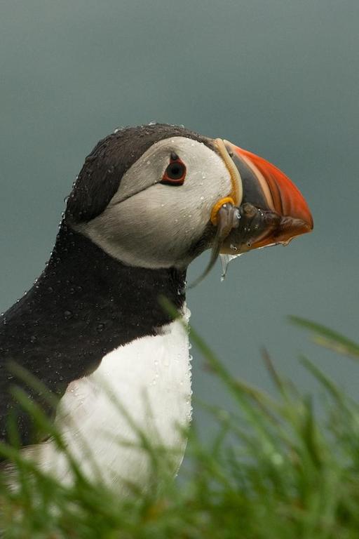 a black and white bird with a worm in its mouth at Álfheimar Hotel in Borgarfjörður Eystri