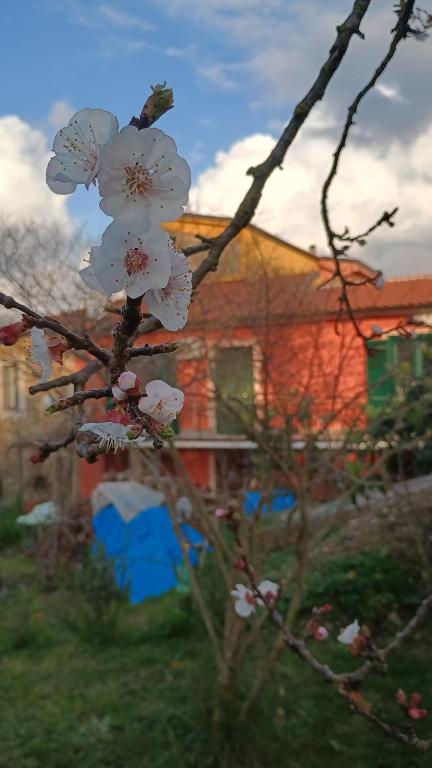 a tree with white flowers in front of a house at Domus amica 1 in Finocchito