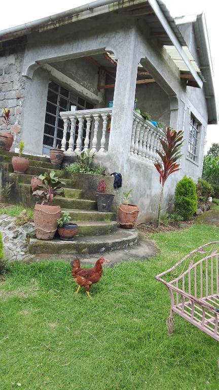 a chicken standing in the grass in front of a house at Sereni stays in Nakuru